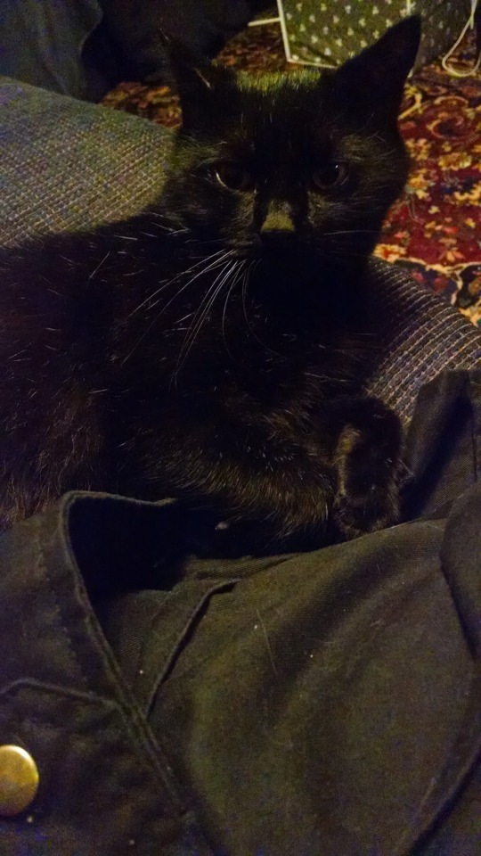Black cat lying on the couch next to the picture-taker